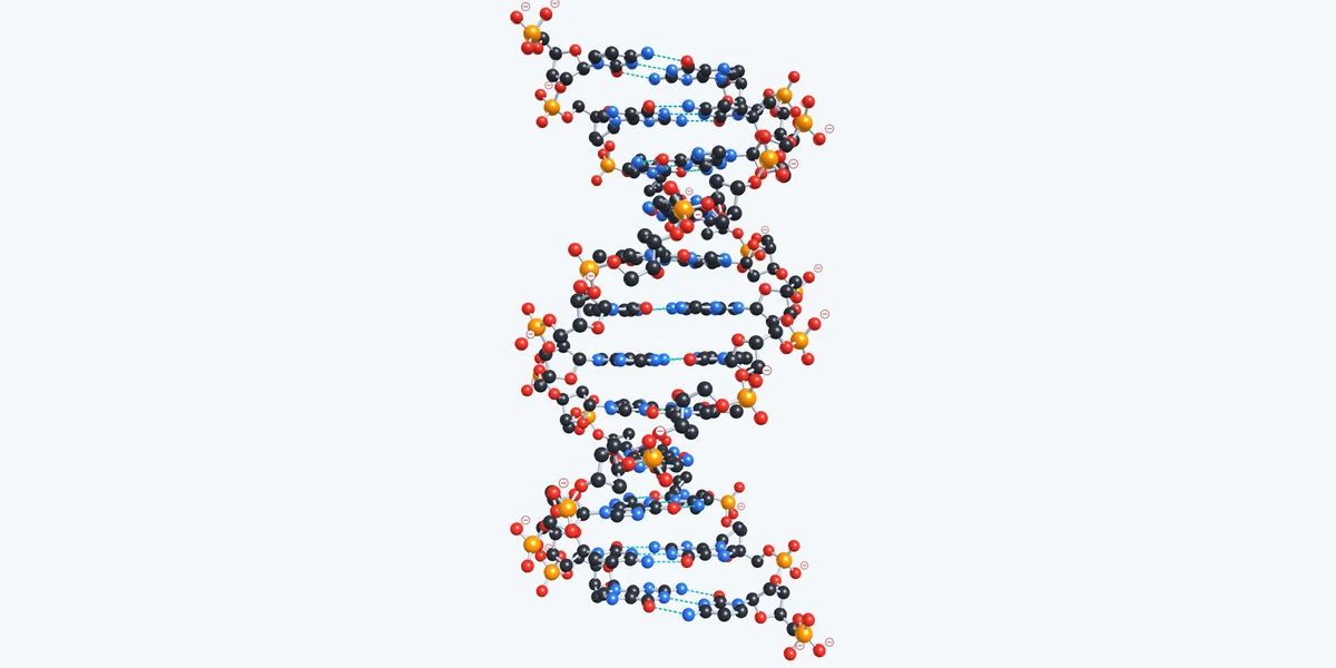Vorschau Biomoleküle – DNA