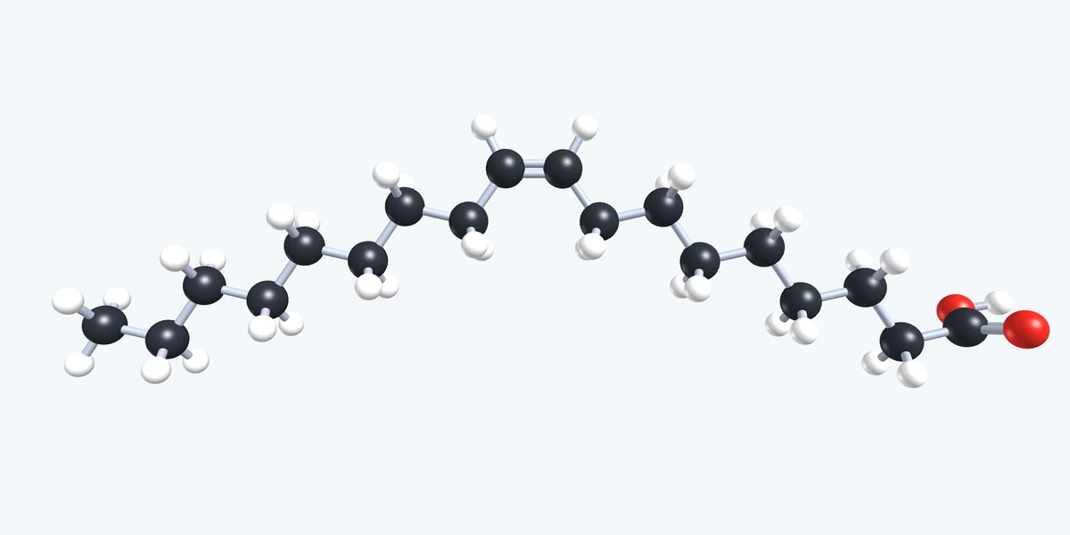 Vorschau Biomoleküle – Fette und Fettsäuren